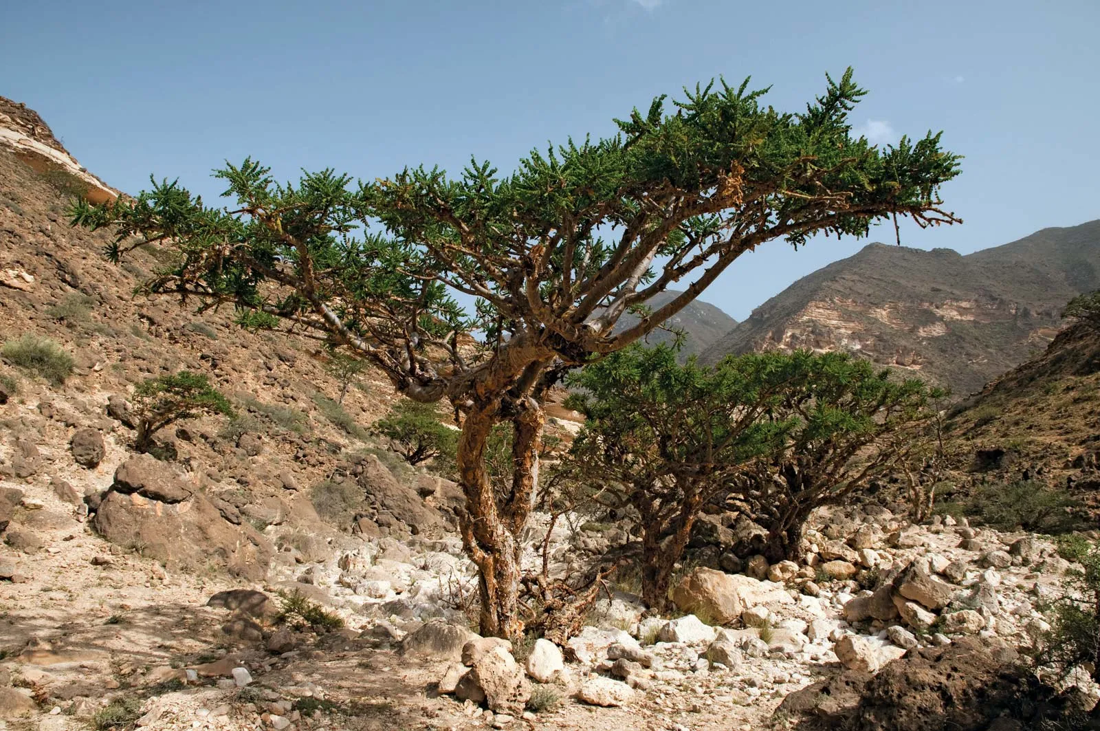 frankincense tree