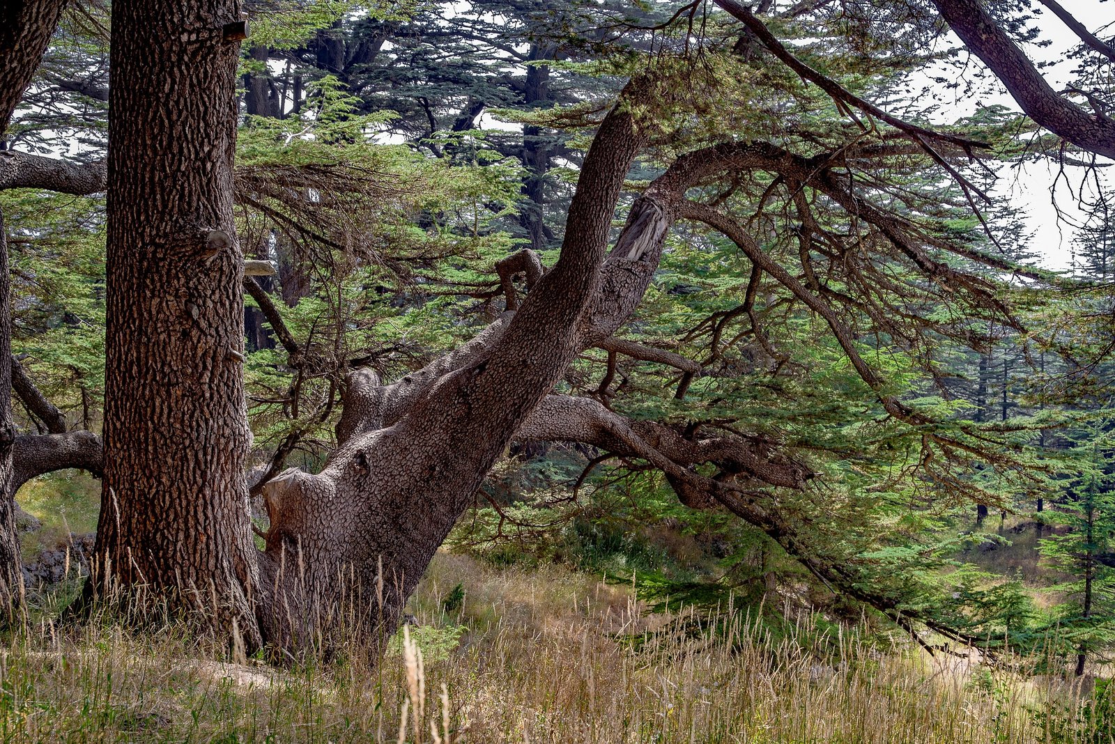 cedarwood incense