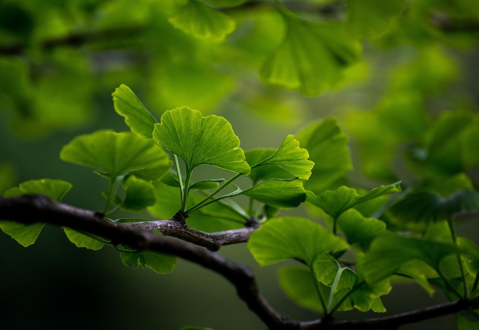 Ginkgo leaf meaning