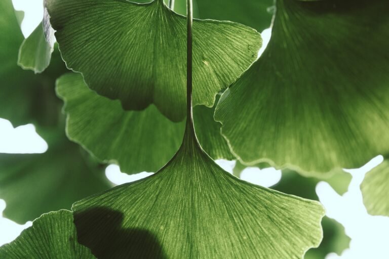 ginkgo leaf meaning
